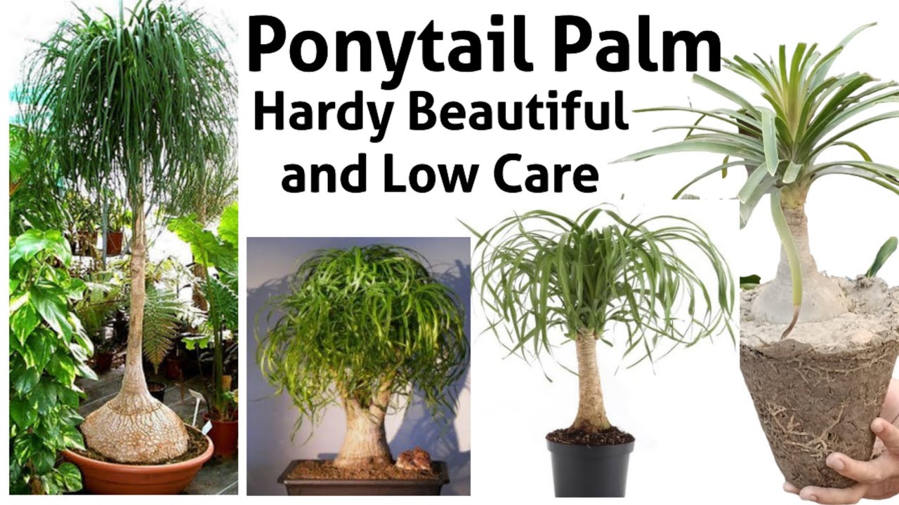 Repotting of Ponytail Palm and care guides | Nolina palm ya Sorahi Palm k bary main janiya #ponytail