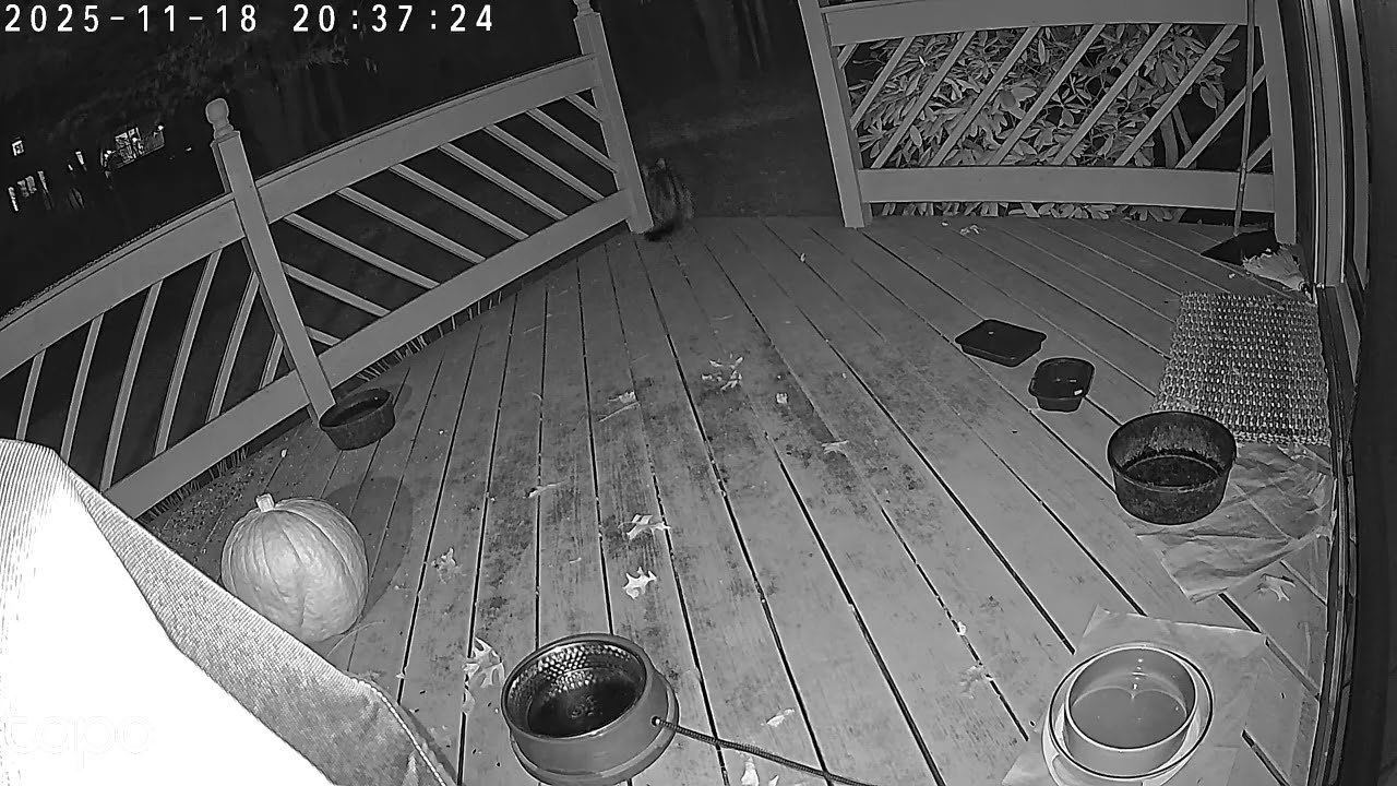 2025 11 18 2035 2038 Neighborhood feral cat, back again