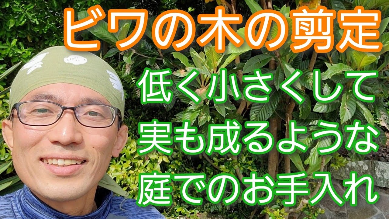 【ビワ(枇杷)の剪定】低く小さく維持しながら実も楽しめる庭木としての手入れ🌳🟠