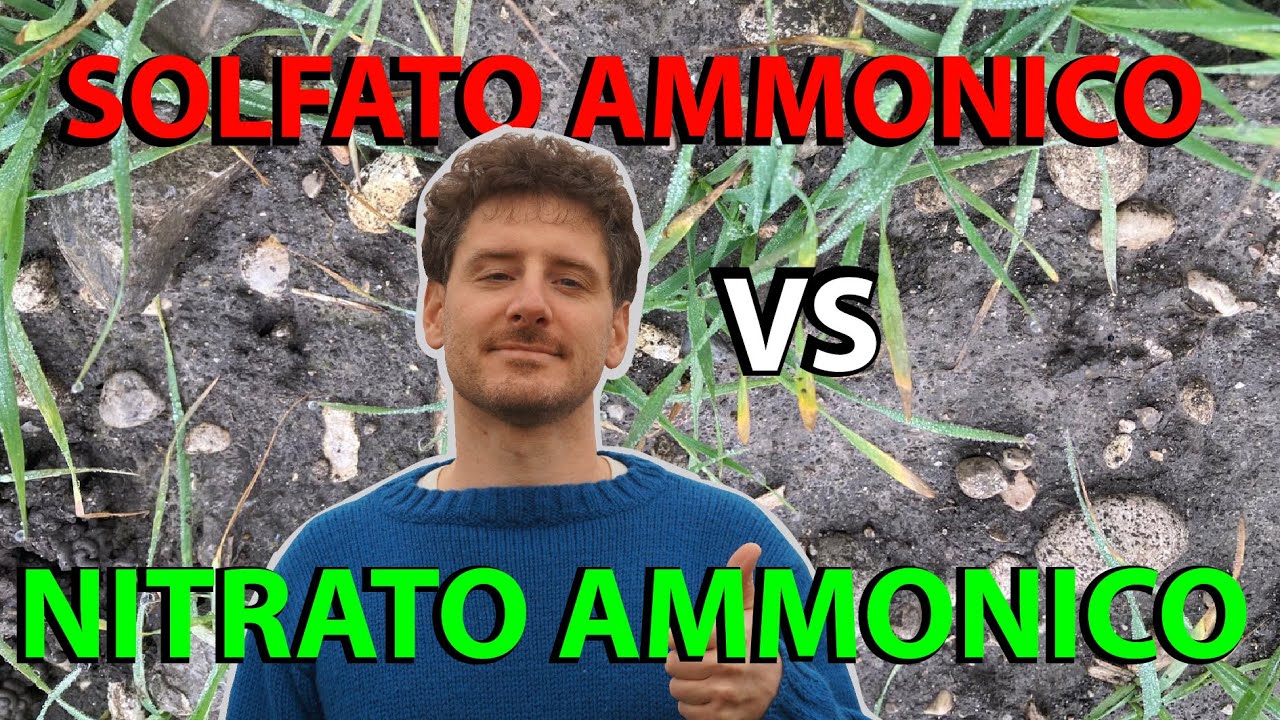 SOLFATO AMMONICO VS NITRATO AMMONICO: qual è il migliore?