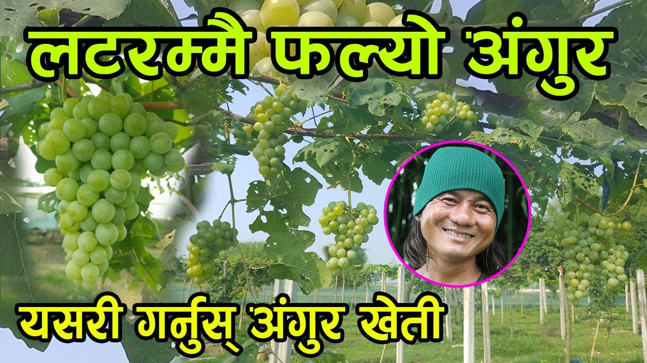 लटरम्मै अंगुर फलेपछि किसान भए खुसी ! नेपालमा कसरी गर्ने अंगुरको खेती ? grape farming │Nepal Chitra