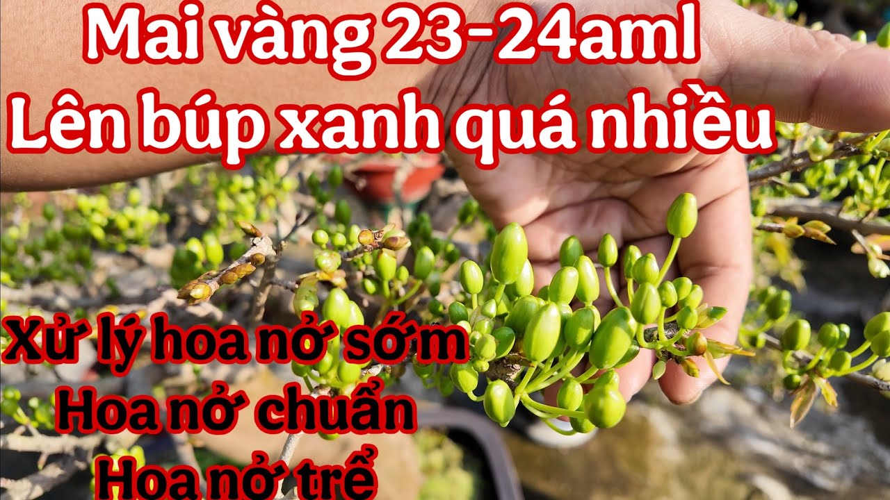canh nụ mai vàng 23aml ( lên búp xanh quá điều ( mai vàng nở sớm cách xử lý , nở chuẩn , nở trễ )