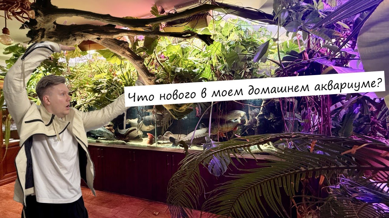 Что нового в моем домашнем аквариуме? Коряга от Decotop , генеральная уборка, последствия потопа