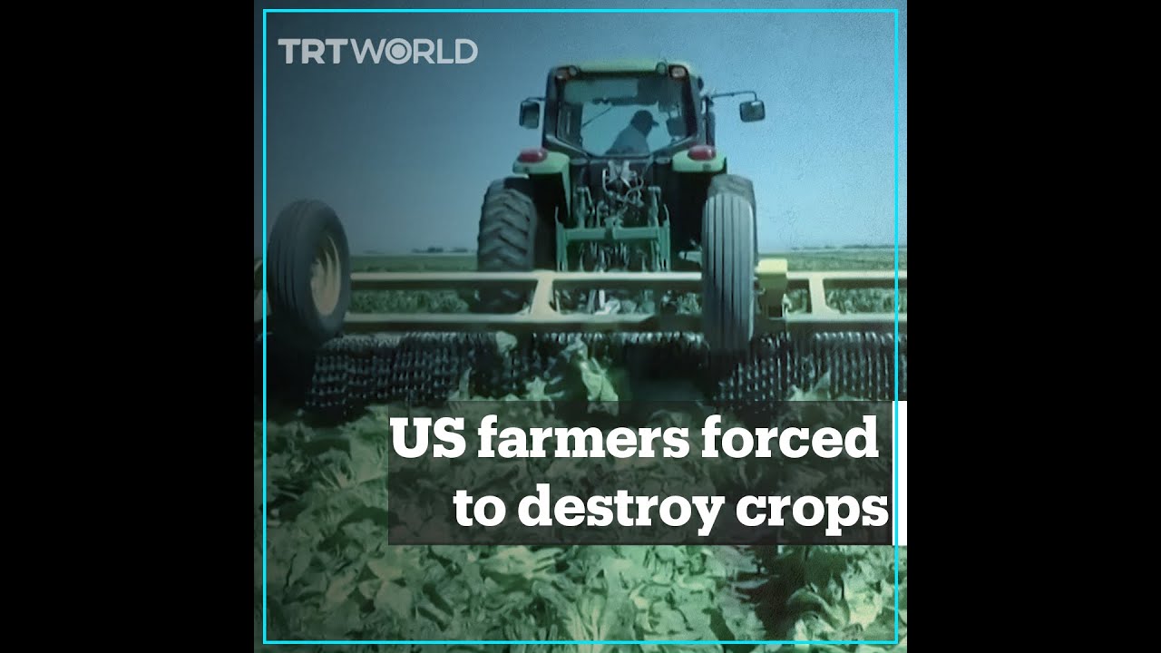 US farmers forced to destroy crops with no demand