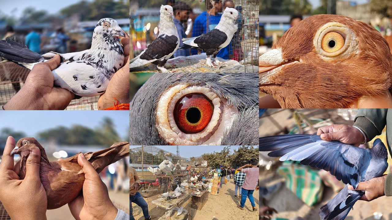 বীরনগর হাটে - হাত বাজির পায়রা 😱 | নীচে বাজি + টোকা দেখিয়ে পায়রা সেল 🔥 Birnagar Pigeon Market 😍