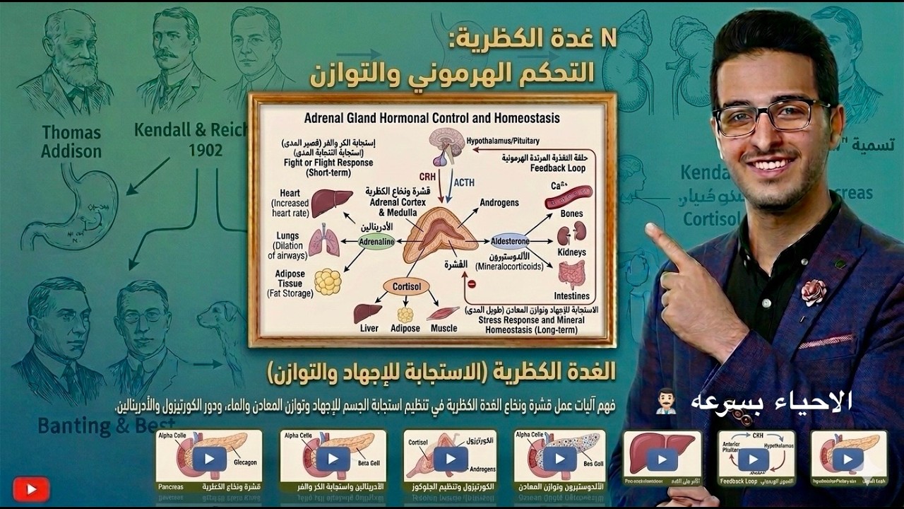 ‎⁨‏الغدة ‏ ‏الكظرية⁩
