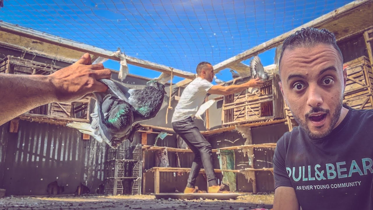 الحمام اختار اغرب اماكن علي السطح وعمل فيها كده 😱(اكيد في سبب )غامض