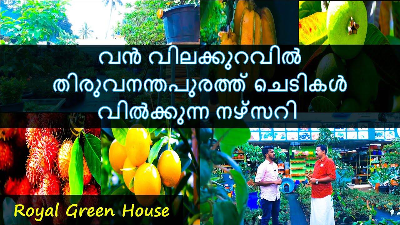 വൻ വിലക്കുറവിൽ തിരുവനന്തപുരത്ത്‌ ചെടികൾ വിൽക്കുന്ന നഴ്സറി | Royal Green House | Kerala Vlogs Channel