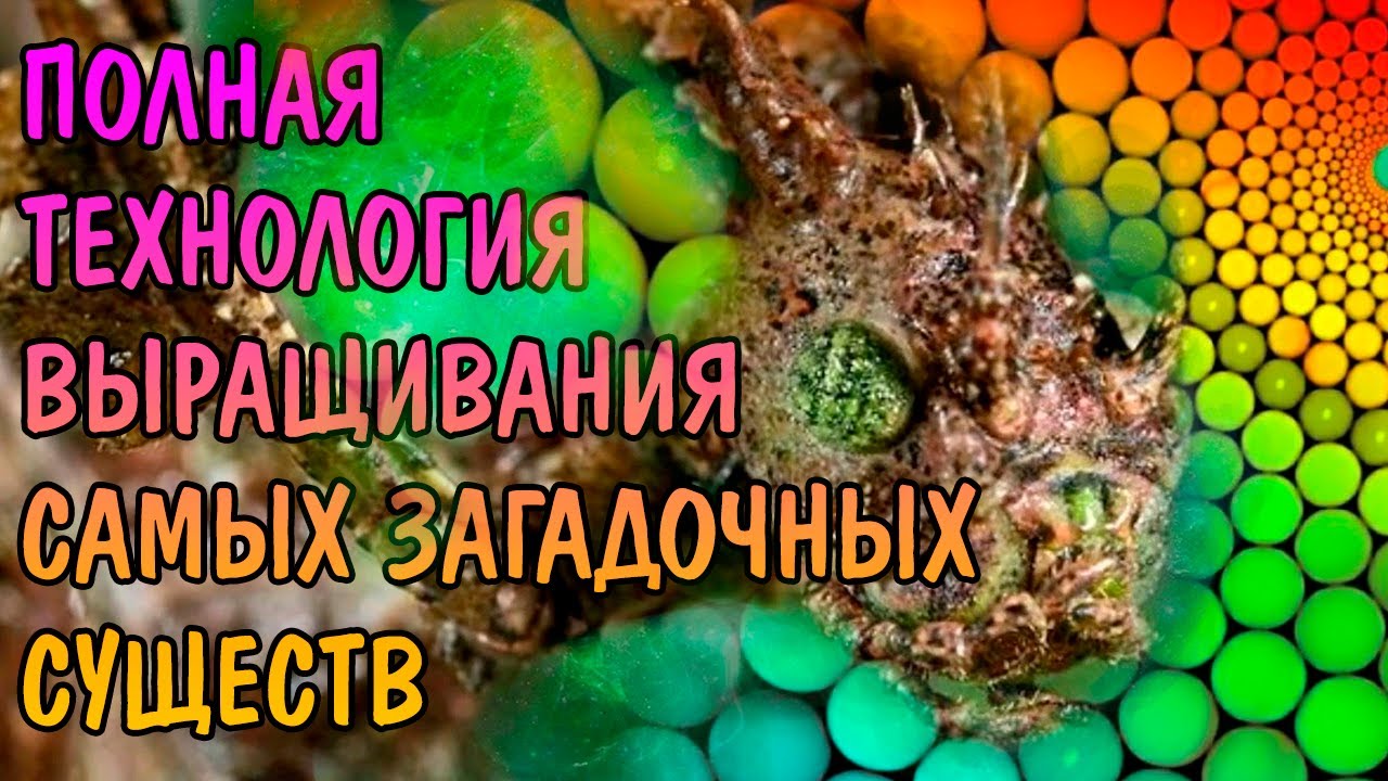 ВЫРАЩИВАНИЕ ПАЛОЧНИКОВ С НУЛЯ. ПОЛНАЯ ТЕХНОЛОГИЯ