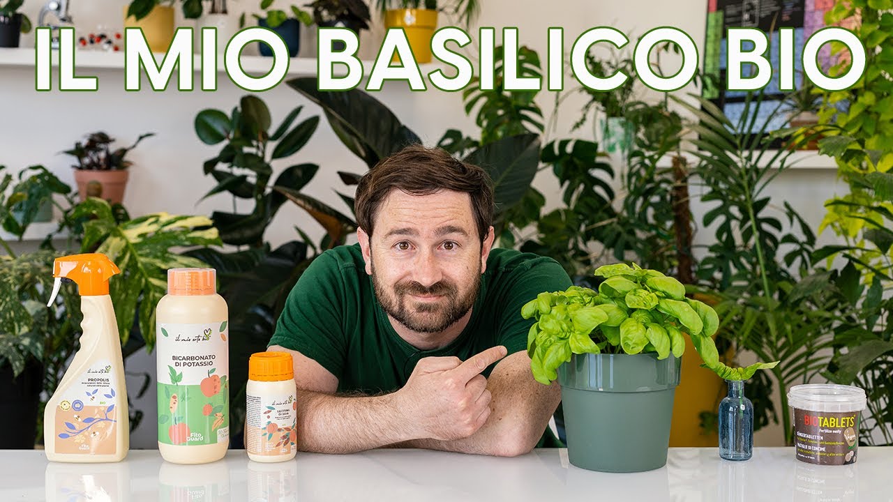 Basilico bio per tutto l’anno! Ecco i trucchi per coltivarlo al meglio 😉