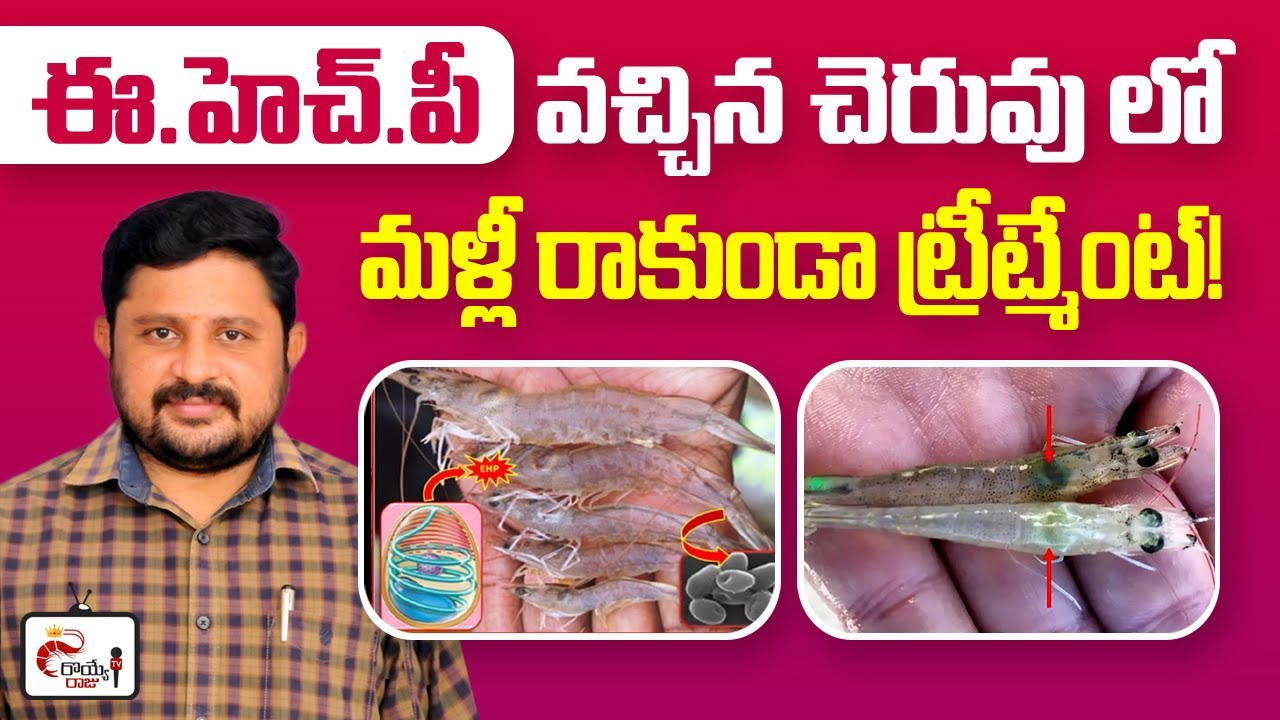 Enterocytozoon hepatopenaei (EHP)  shrimp pond Treatment | Shrimp diseases | Royyeraju