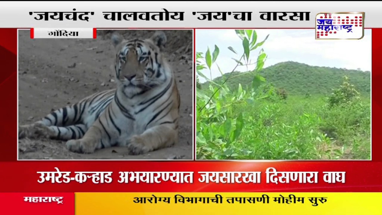 New tigers in Jai's territory Jaichand is new attraction of Umred Karhandla Wildlife Sanctuary