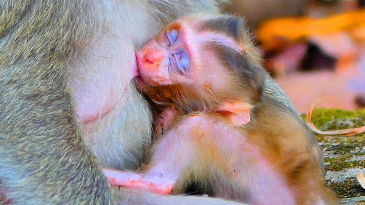 Lovely baby Boris very quickly drinks milk