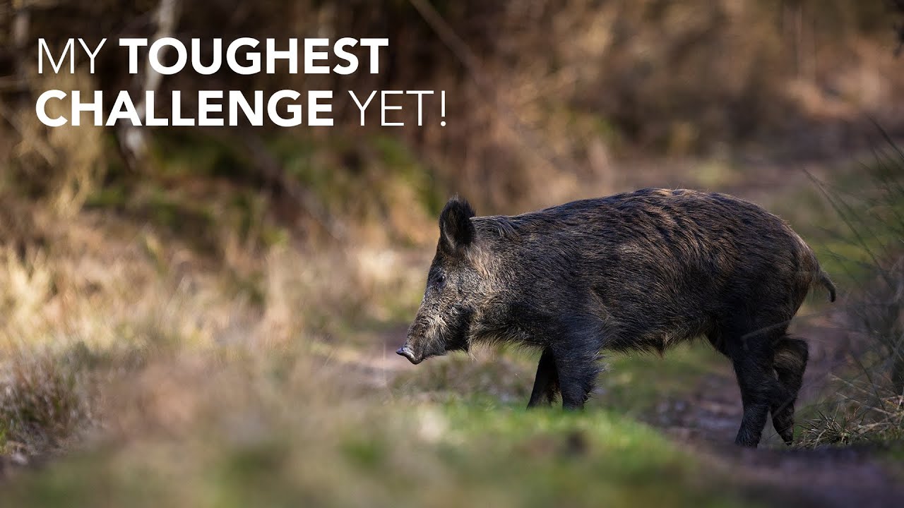 Wild Boar in the UK - My Wildlife Photography Search for an Elusive Animal!