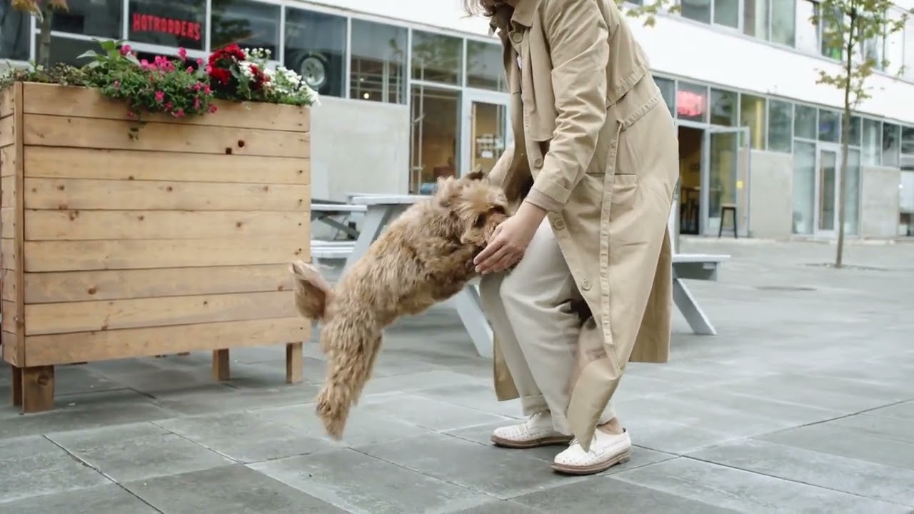 Debunking Myths: Realities Of Mourning A Pet