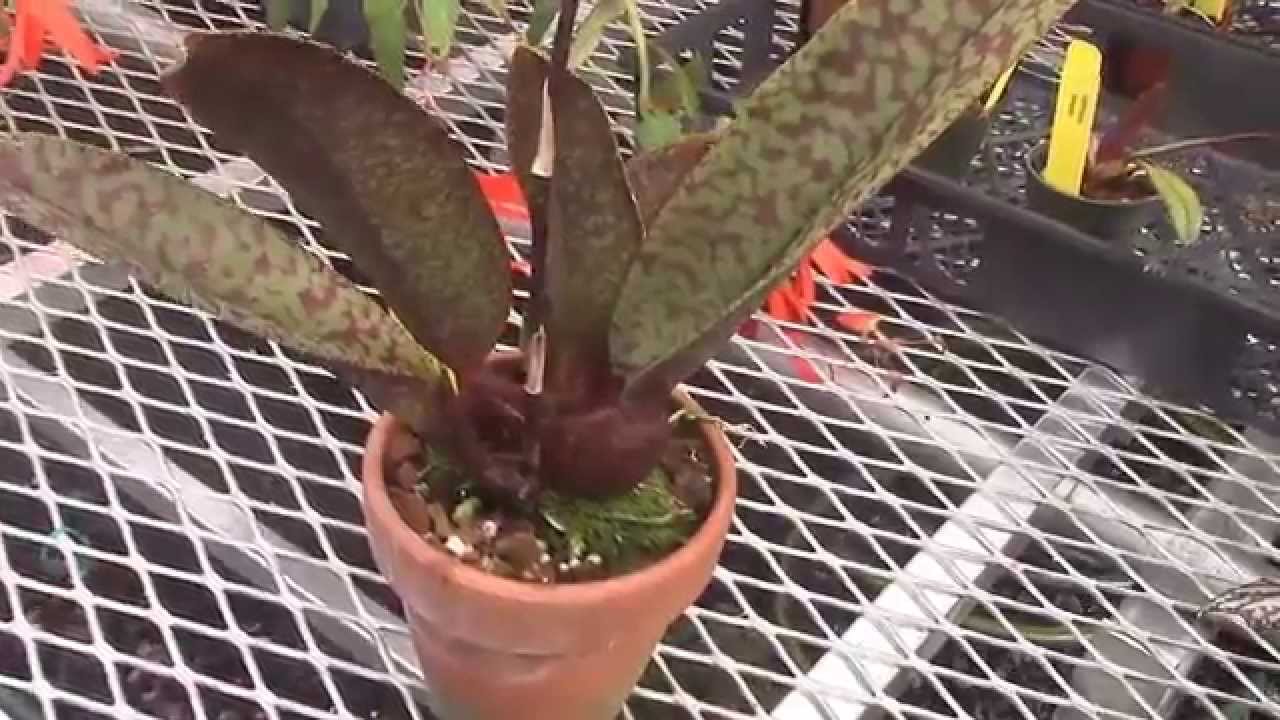 Psychopsis Culture