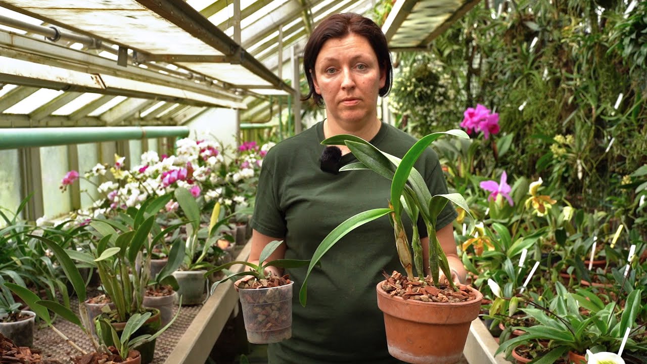 Orchideen umtopfen