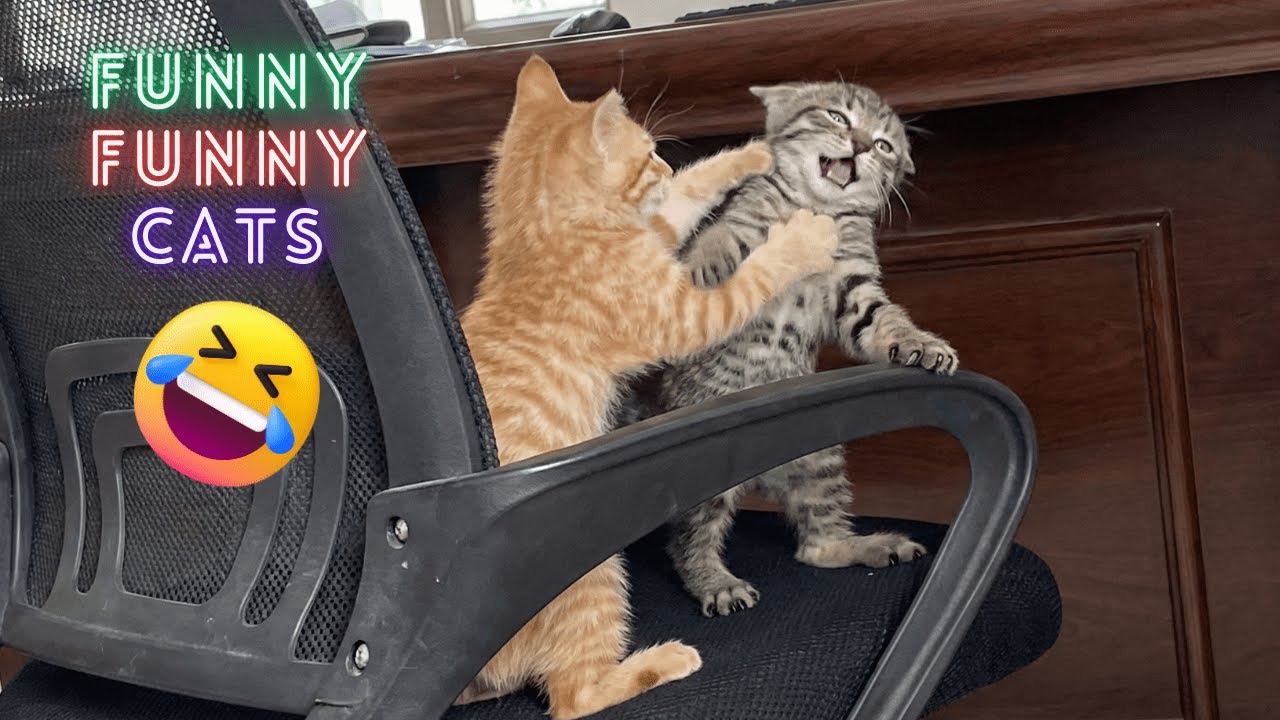 Funny Cats Doing Weird Things 😹 Ultimate Cat Fails 2025 🐱 Try Not to Laugh