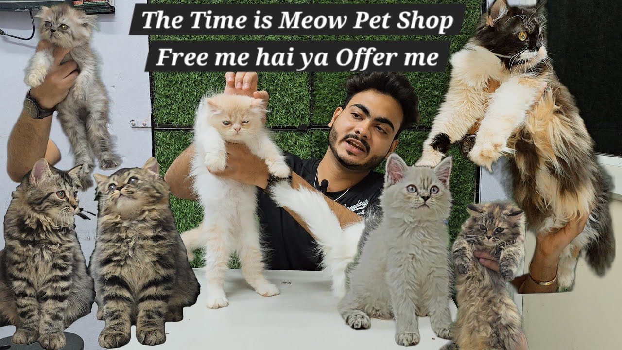 Free me cat ya adoption me kittens ya offer hai aaj The Time is Meow pet shop available in Hyderabad