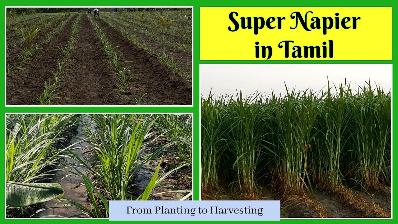 Super Napier grass stems for sale in Tamil Nadu @ 9790987145 / Super Napier grass for Dairy Farming