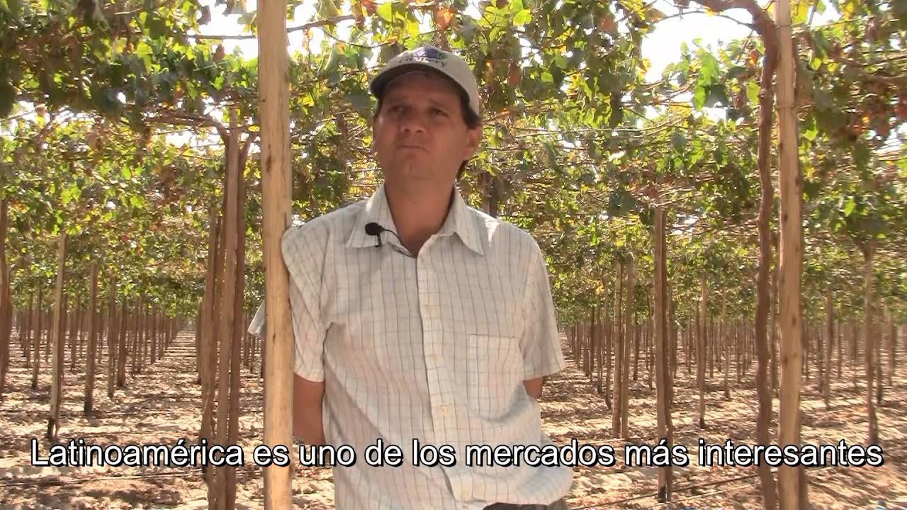 Alta productividad en uvas red globe / Ica ,Perú