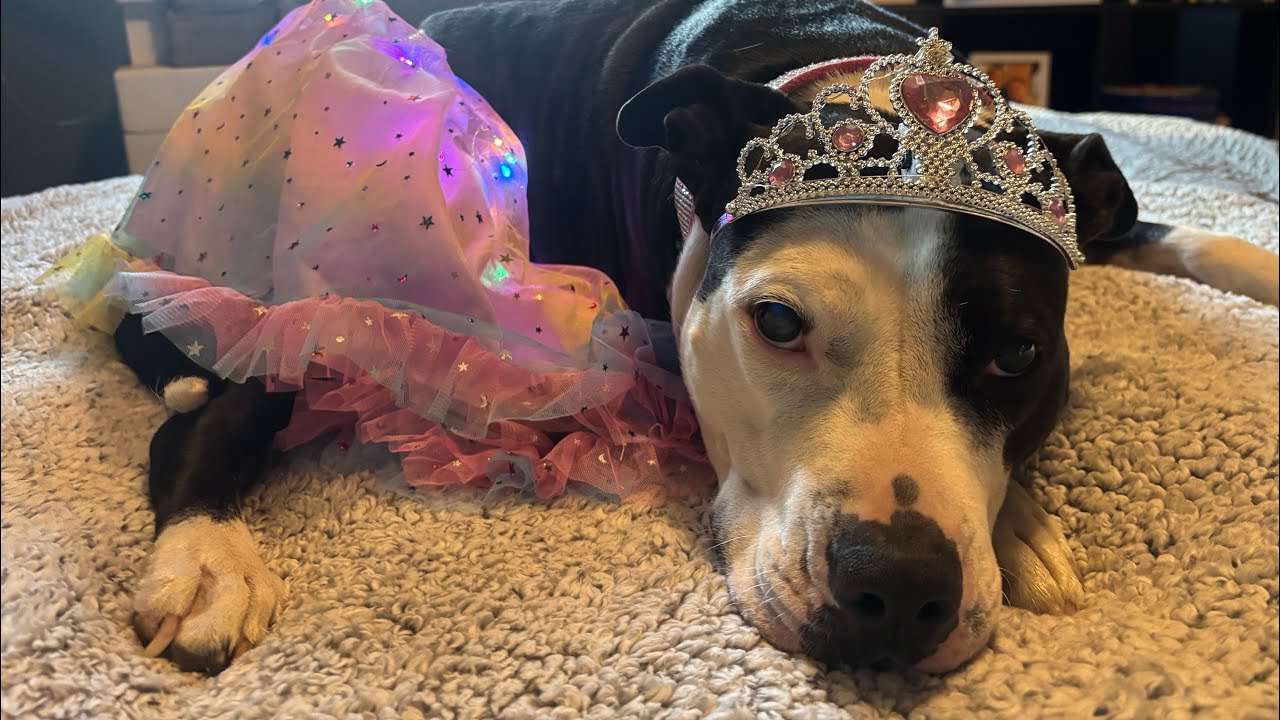 Mia’s Calm & Cozy Princess Nail Trim ✨🐾”