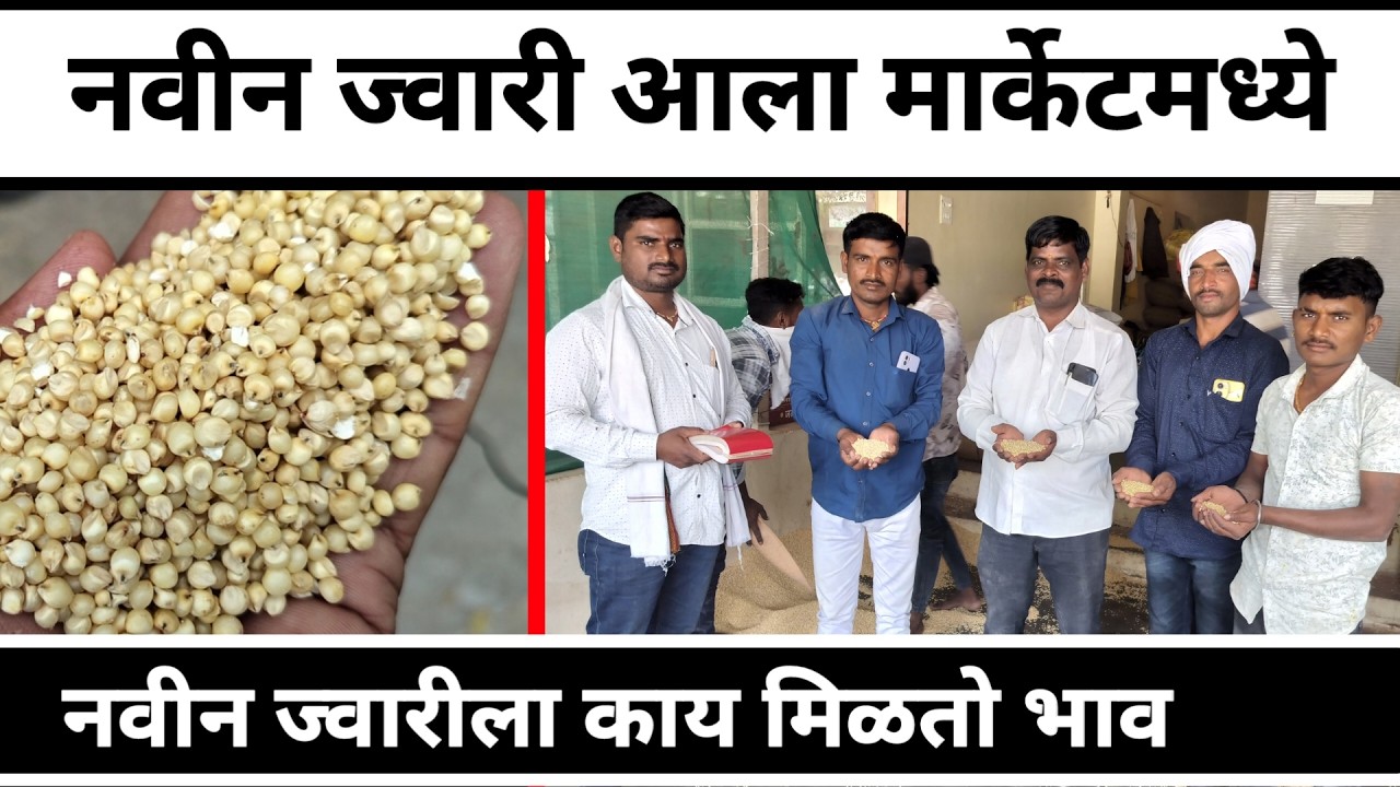 नवीन ज्वारी आली मार्केटमध्ये || नवीन ज्वारी ल काय मिळतो भाव || Peek Pani