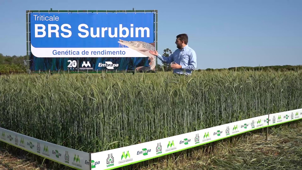 BRS SURUBIM - Triticale