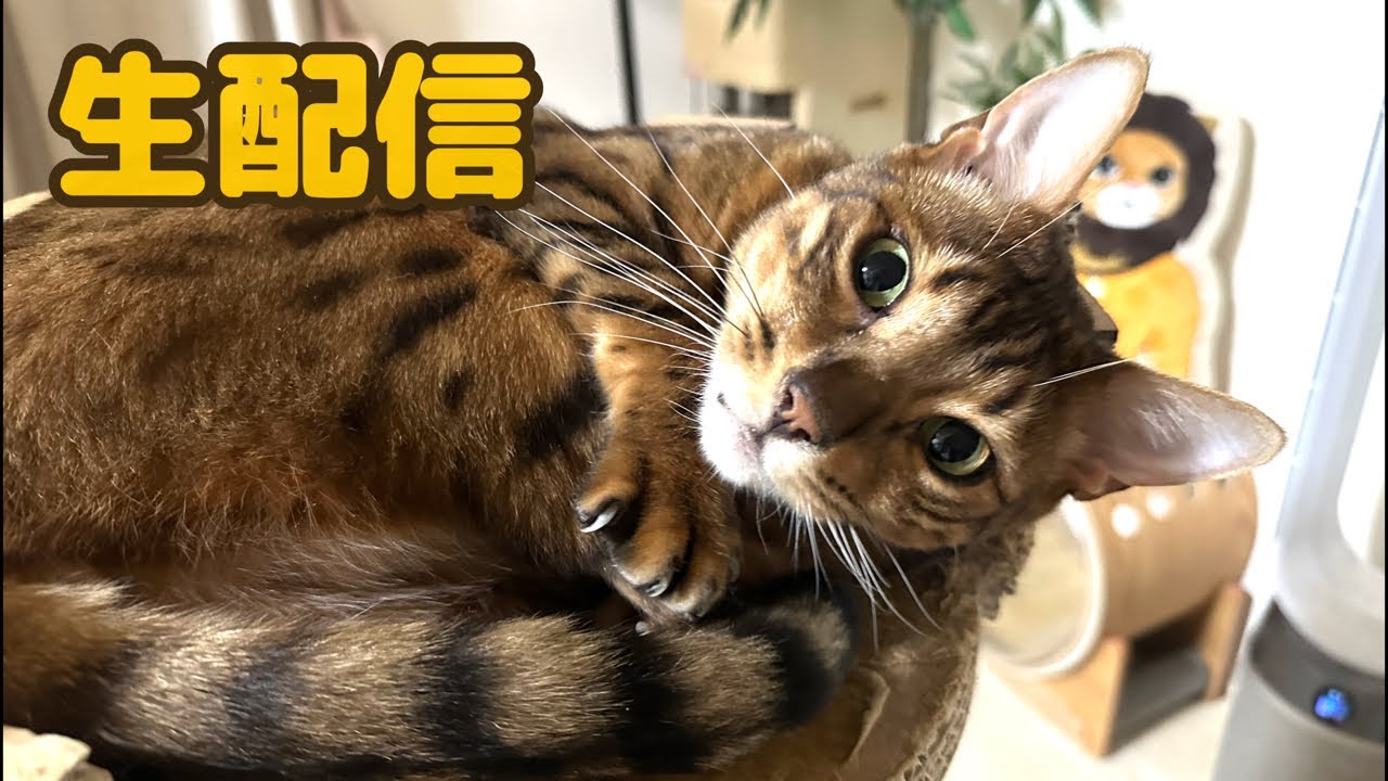 【生配信4/27】GWは猫でも見てほっのりしませんか？生配信
