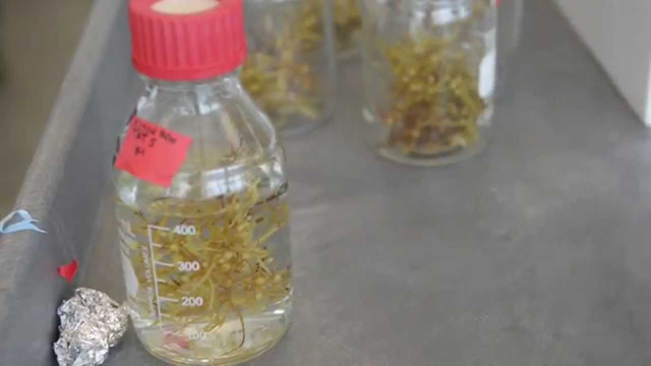 Sargassum Seaweed Research at the UNC Coastal Studies Institute