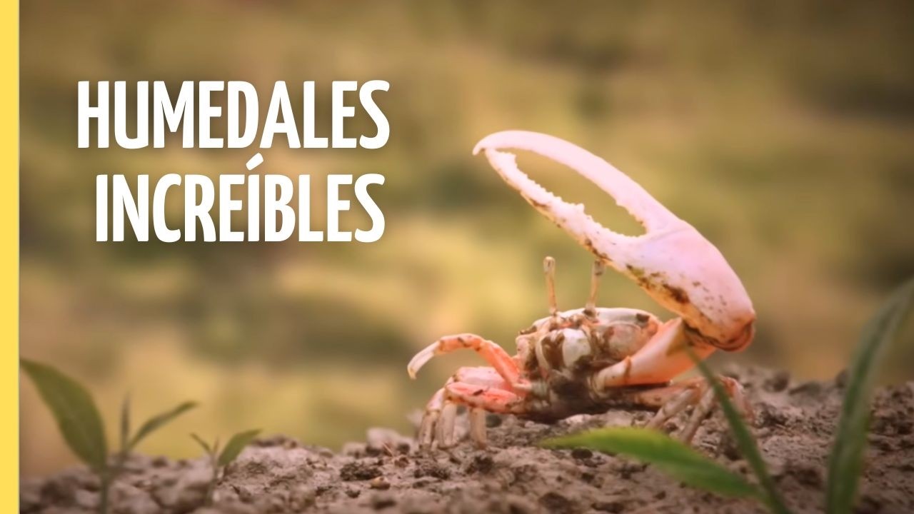 Humedales: Ranas, Aves y Tortugas en Acci&oacute;n | Episodio Completo