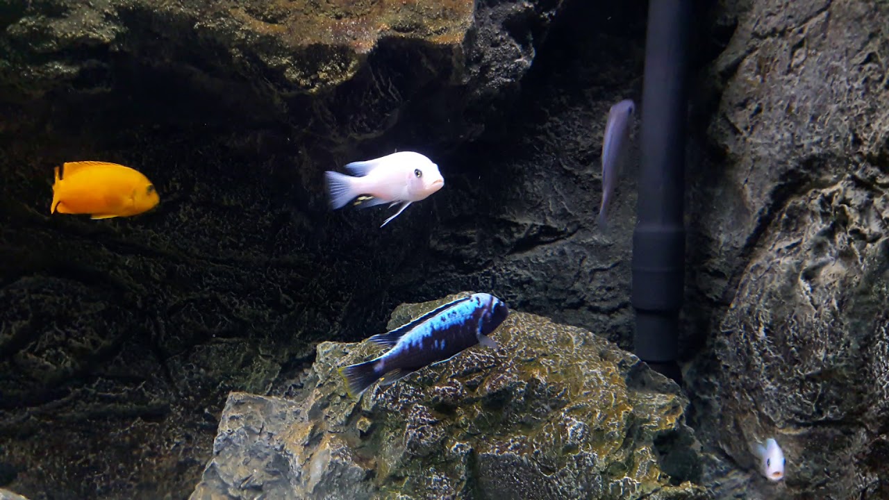 Metraclima Msobo Magunga male