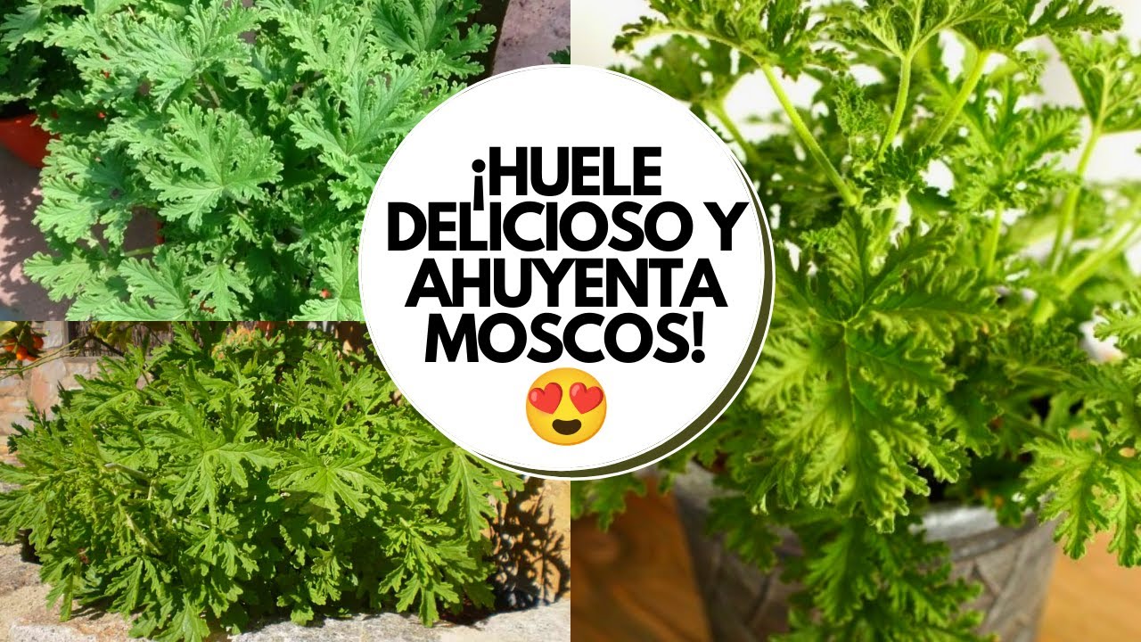 Citronela planta cuidados / Planta repelente de mosquitos