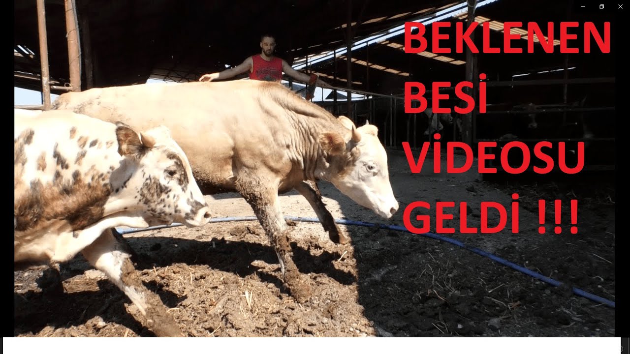 KARS DANASI GELİŞİR Mİ ? ( Besicilikte İklimin Etkisi )