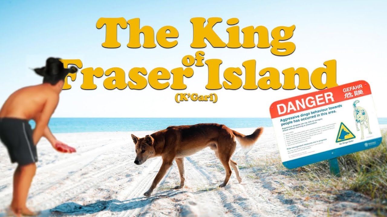 The Dingo | Fraser Island