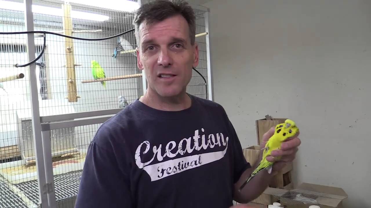 Day 006   Alan Bundy and his budgies