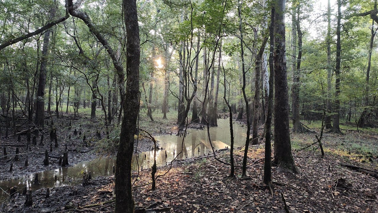 Longbow Ground hunting set ups part1
