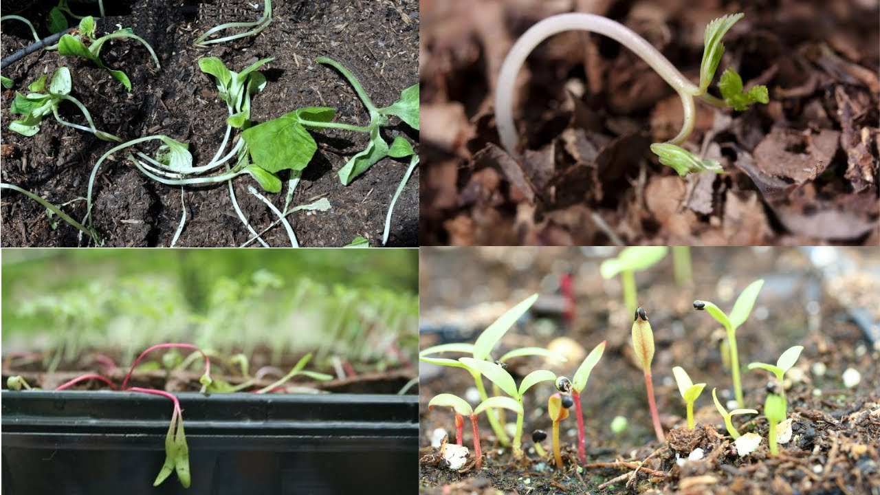क्या आपकी सीडलिंग्स मर जाती हैं - कारण और उपाय/ Seedlings Dying
