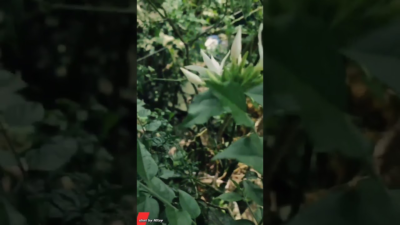 Just keep watching🤌👀,,,,#flower @N.G-Nijhum