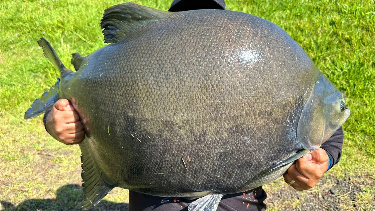 O INESPERADO ACONTECEU, ISCA E EQUIPAMENTO ERRADO GARANTE O MAIOR PEIXE DO BOITUPESCA