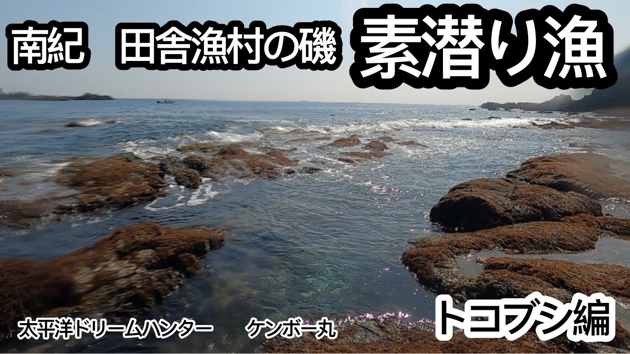 南紀　和歌山　田舎漁村　の　素潜り漁　解禁日　トコブシ　を狙え