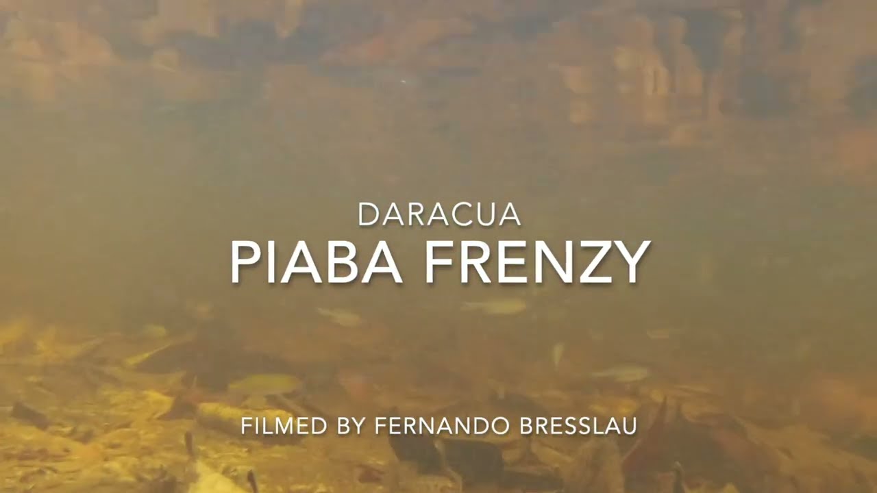 Piaba Frenzy