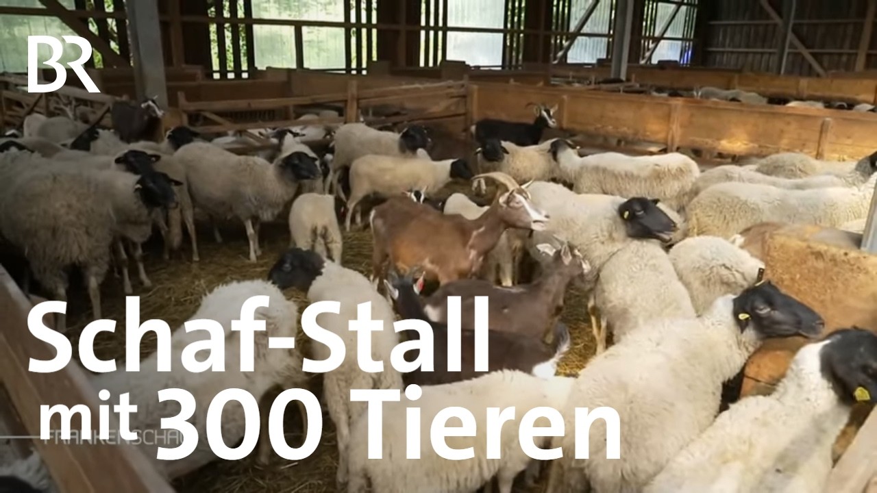 Vor dem Aussterben gerettet: Erfolgsgeschichte Rhönschaf | Frankenschau | BR