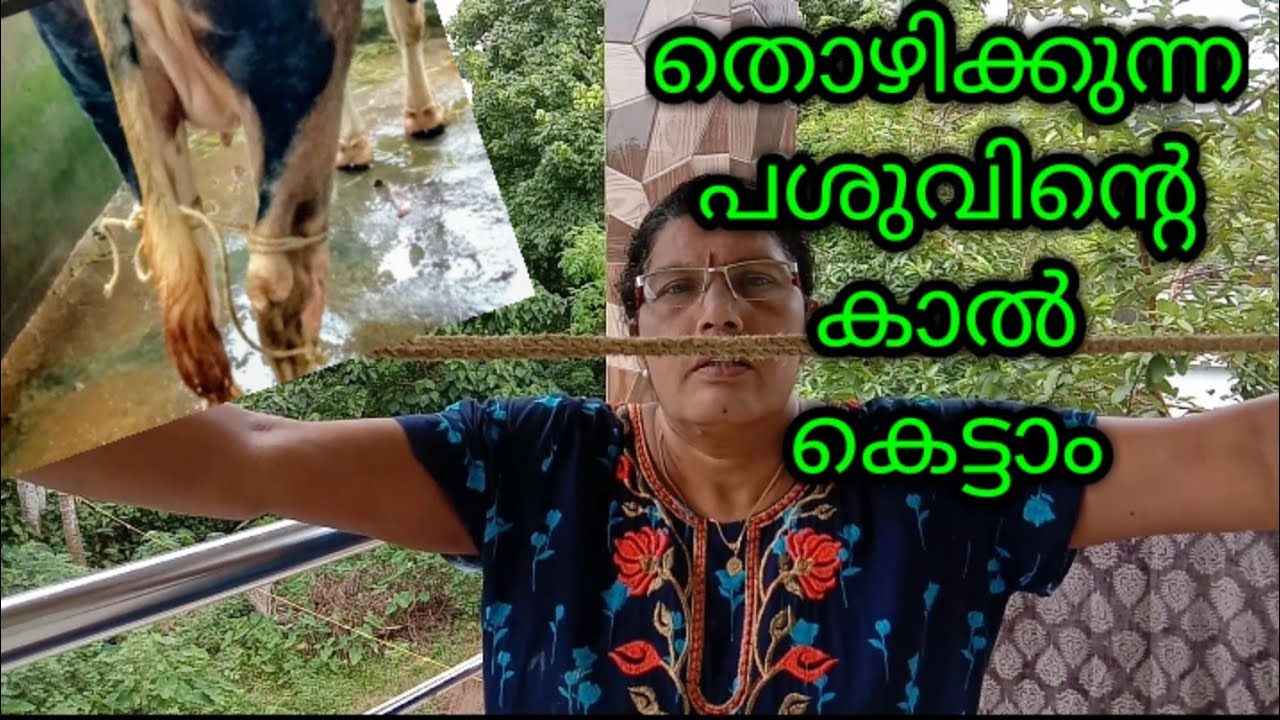 തൊഴിക്കുന്ന പശുവിന്റെ കാലുകെട്ടാം || പശുവളർത്തൽ || Malayalam || santhinis Kitchen and farming