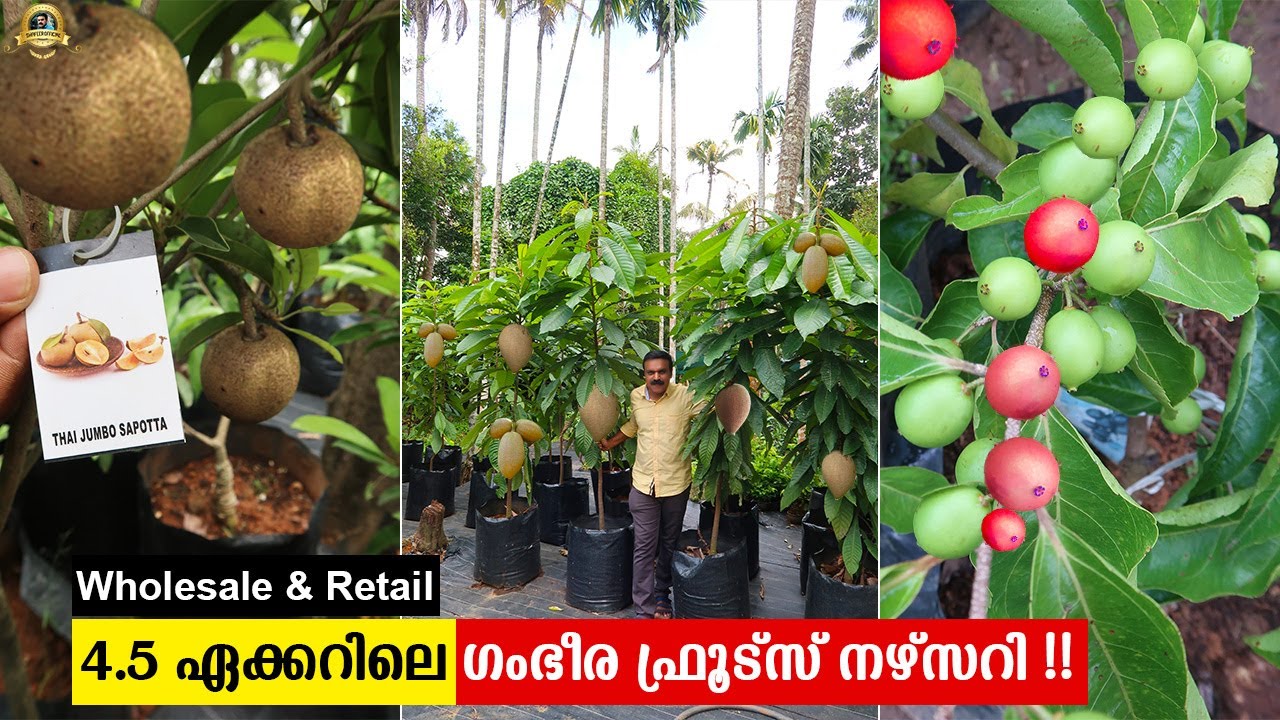 ഇന്ത്യയിൽ കിട്ടാവുന്ന എല്ലാ Fruit Plants ഉം ഒരൊറ്റ നഴ്സറിയിൽ ഹോൾസെയിൽ വിലയിൽ Murali Nursery Thrissur