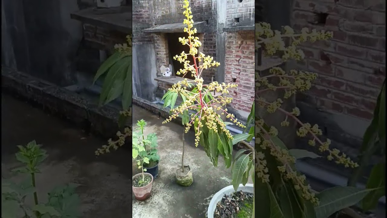 আমগাছে মুকুল আসবে নিশ্চিত 🌳 চীনবার সহজ নিয়ম জানুন@Garden_With_Saikat @Roof_Gardening@mgardenp9338 
