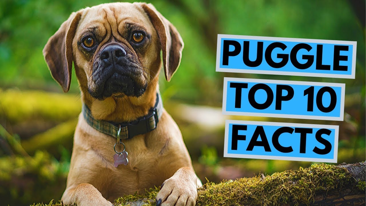 Puggle dog - TOP 10 Interesting Facts