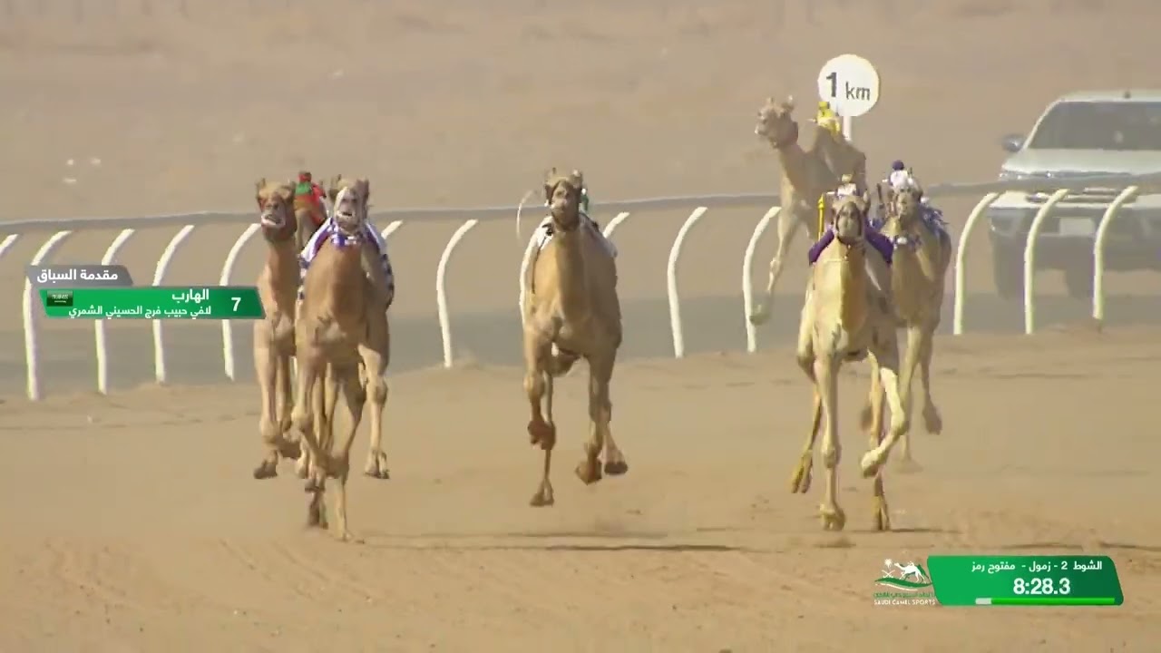 الشوط 2 كأس زمول عام مساء يوم السبت 5-10-2024 من #كأس_الاتحاد_السعودي_للهجن