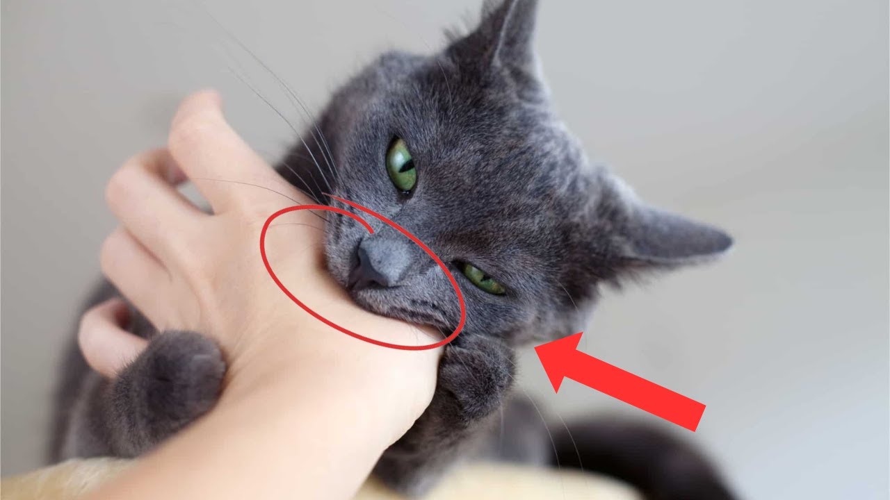 14 señales de que tu gato se ha identificado contigo
