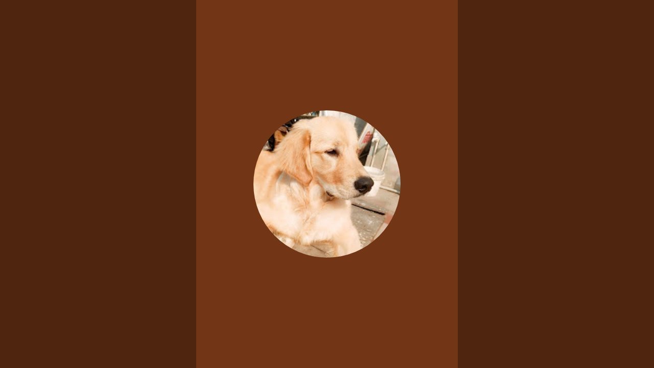 golden retriever cash life is live